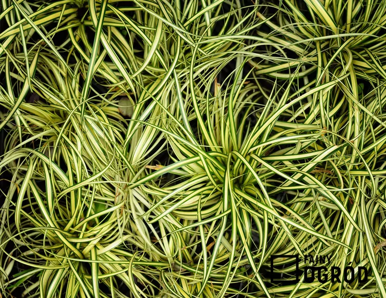 Turzyca ptasie łapki