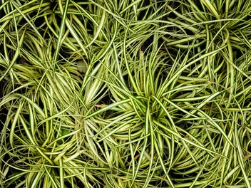 Turzyca ptasie łapki - zdjęcie 2