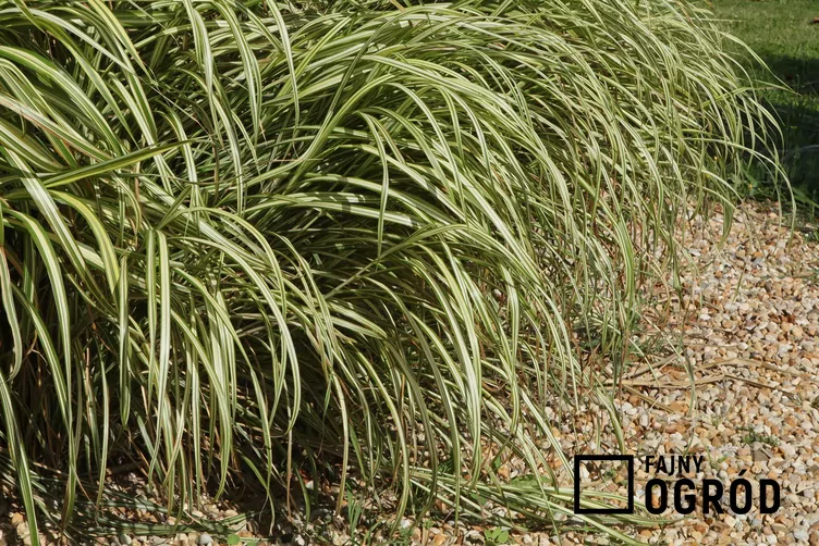 Turzyca ptasie łapki