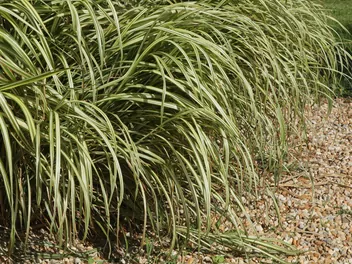 Turzyca ptasie łapki - zdjęcie 3