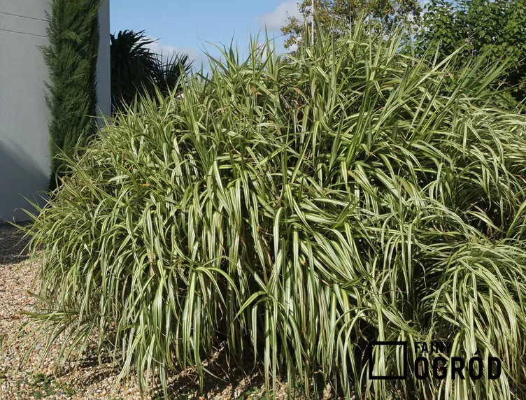 Turzyca ptasie łapki - zdjęcie 5