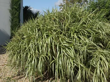 Turzyca ptasie łapki - zdjęcie 5