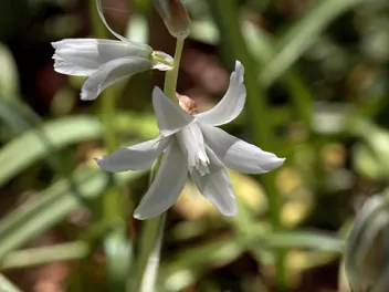 Ilustracja rośliny śniedek zwisły