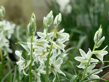 Śniedek zwisły - zdjęcie 2