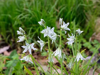 Śniedek zwisły - zdjęcie 3