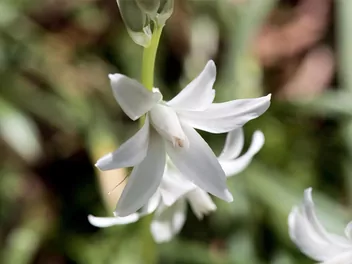 Śniedek zwisły - zdjęcie 4