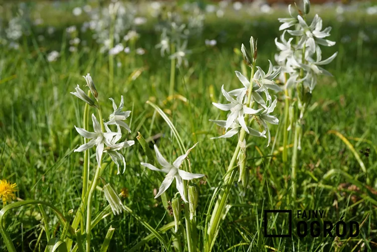 Śniedek zwisły - zdjęcie 5