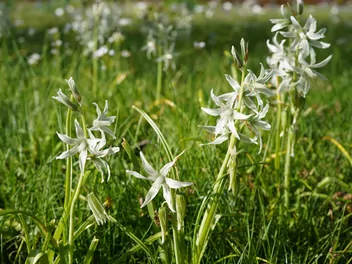 Śniedek zwisły - zdjęcie 5