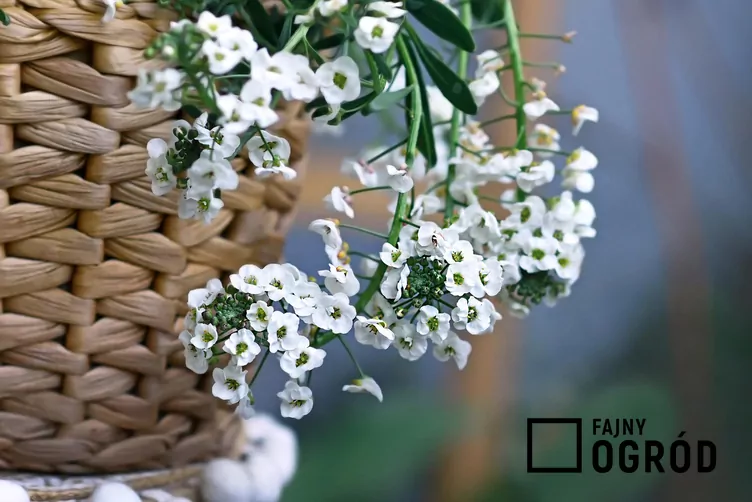 Smagliczka 'Snow Princess'