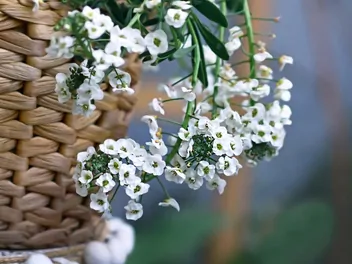 Ilustracja rośliny smagliczka 'snow princess'