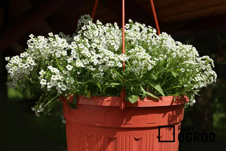 Smagliczka zwisająca