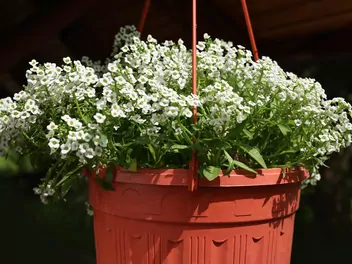 Smagliczka 'Snow Princess' - zdjęcie 2