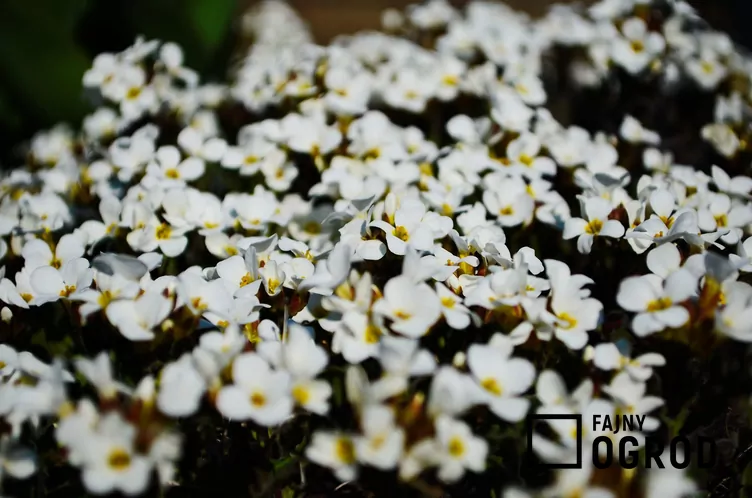 Smagliczka 'Snow Princess'