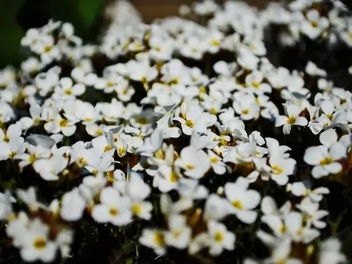 Smagliczka 'Snow Princess' - zdjęcie 3