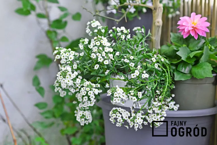 Smagliczka 'Snow Princess'