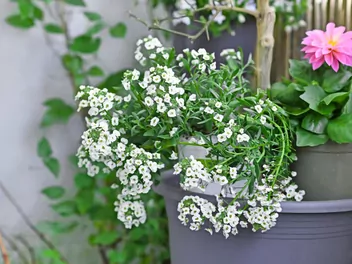 Smagliczka 'Snow Princess' - zdjęcie 4