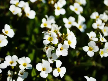 Smagliczka 'Snow Princess' - zdjęcie 5