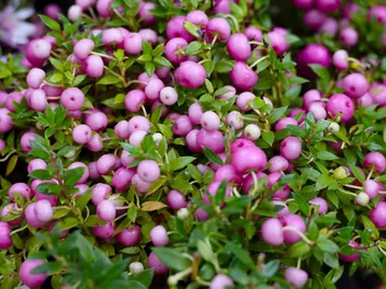 Golteria chilijska - zdjęcie 2