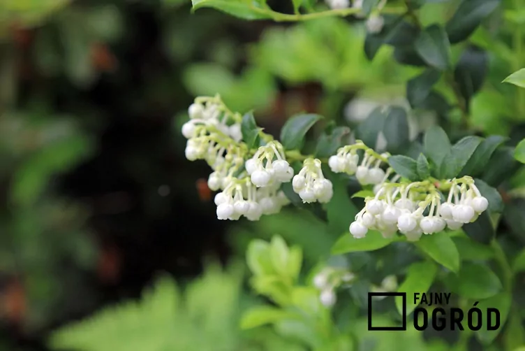 Pernecja ostrokończysta