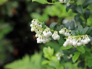 Golteria chilijska - zdjęcie 3