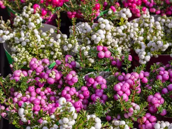 Golteria chilijska - zdjęcie 4