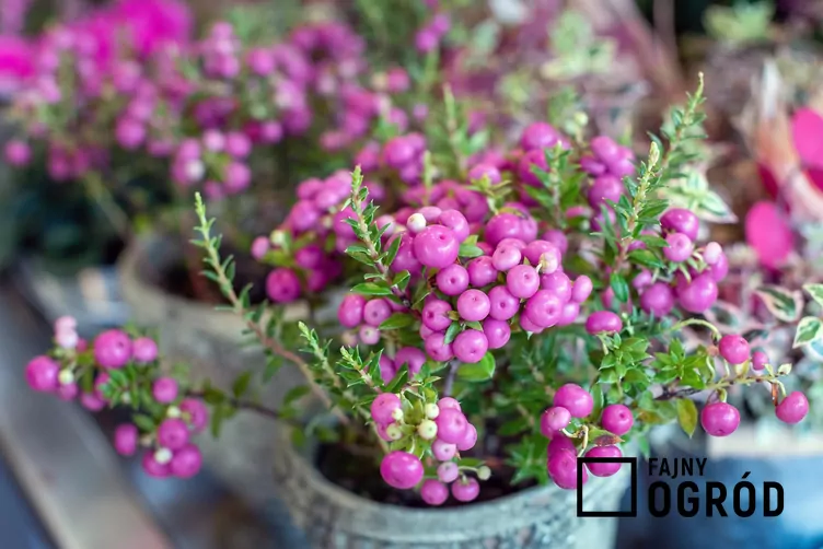 Golteria chilijska - zdjęcie 5