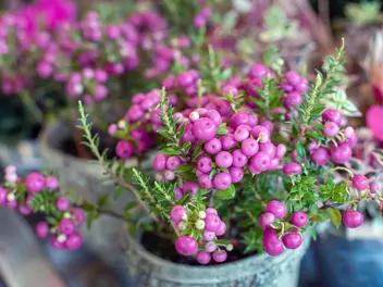 Golteria chilijska - zdjęcie 5