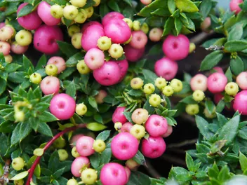 Ilustracja rośliny golteria chilijska