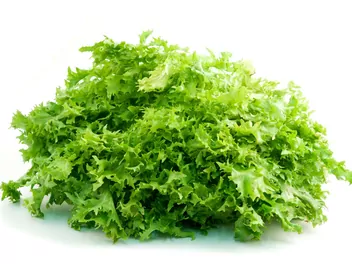 Endywia kędzierzawa - zdjęcie 2