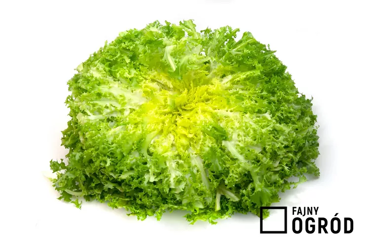 Endywia kędzierzawa