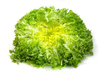 Endywia kędzierzawa - zdjęcie 3