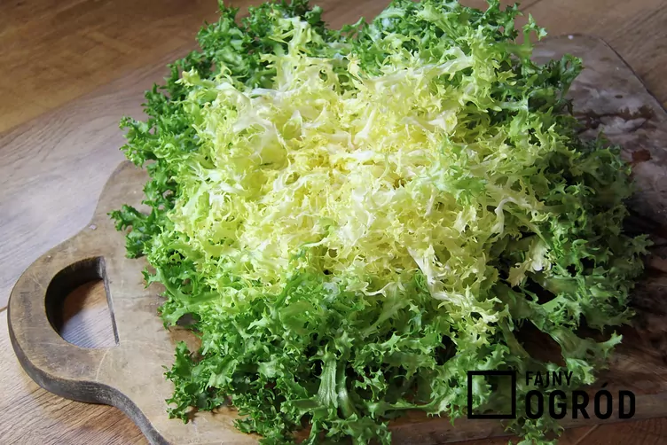 Endywia kędzierzawa