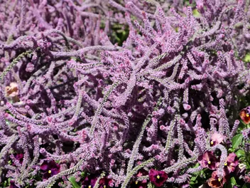 Ilustracja rośliny zatrwian suworowa