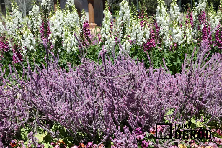 Rosyjska lawenda morska