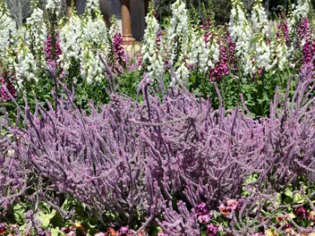 Zatrwian Suworowa - zdjęcie 2