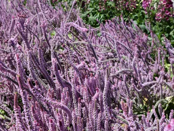 Zatrwian Suworowa - zdjęcie 3