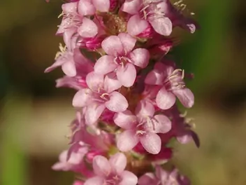 Zatrwian Suworowa - zdjęcie 4