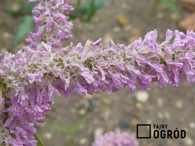 Zatrwian Suworowa - zdjęcie 5