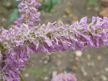 Zatrwian Suworowa - zdjęcie 5