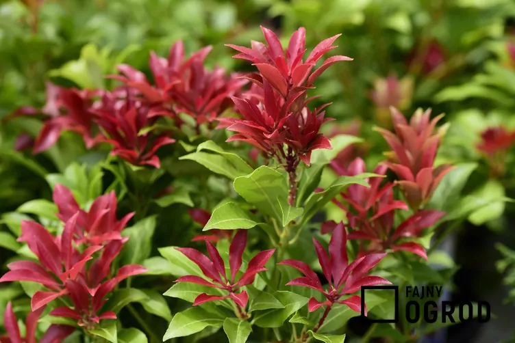 Pieris japoński 'Mountain Fire'