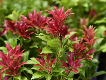 Ilustracja rośliny pieris japoński 'mountain fire'