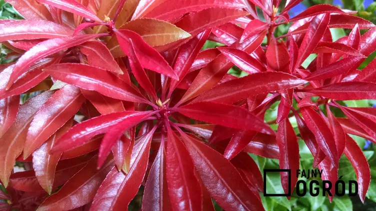 Pieris mountain fire