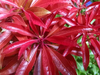 Pieris japoński 'Mountain Fire' - zdjęcie 2