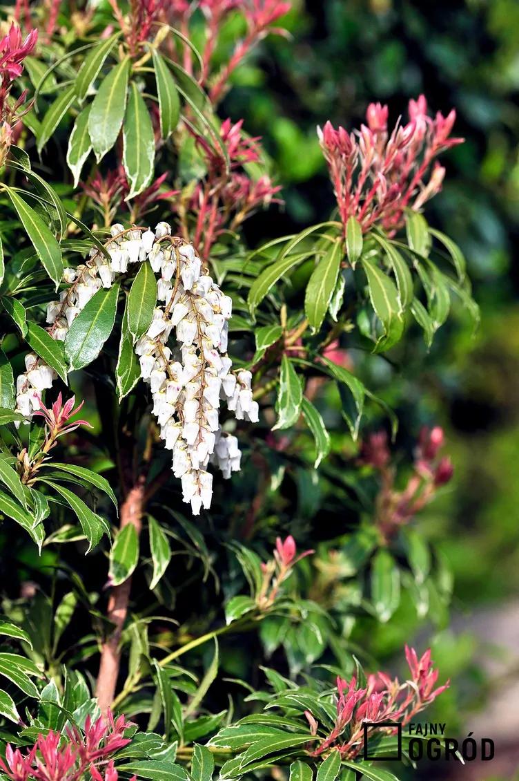 Pieris japoński 'Mountain Fire'