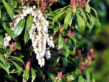 Pieris japoński 'Mountain Fire' - zdjęcie 3