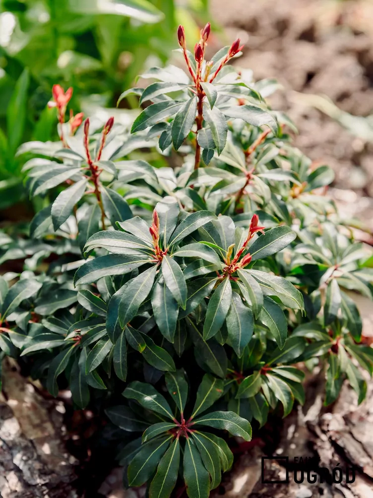 Pieris japoński 'Mountain Fire'
