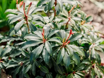 Pieris japoński 'Mountain Fire' - zdjęcie 4