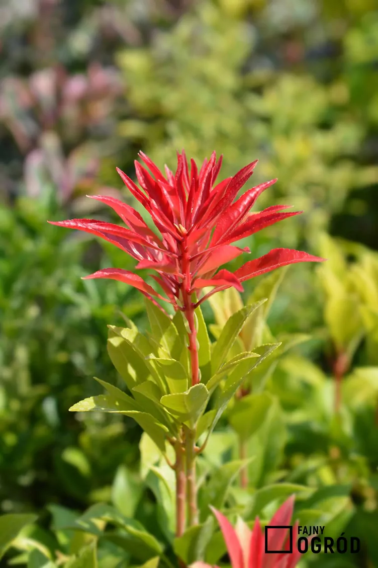 Pieris japoński 'Mountain Fire' - zdjęcie 5