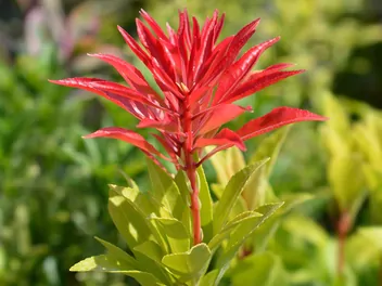 Pieris japoński 'Mountain Fire' - zdjęcie 5