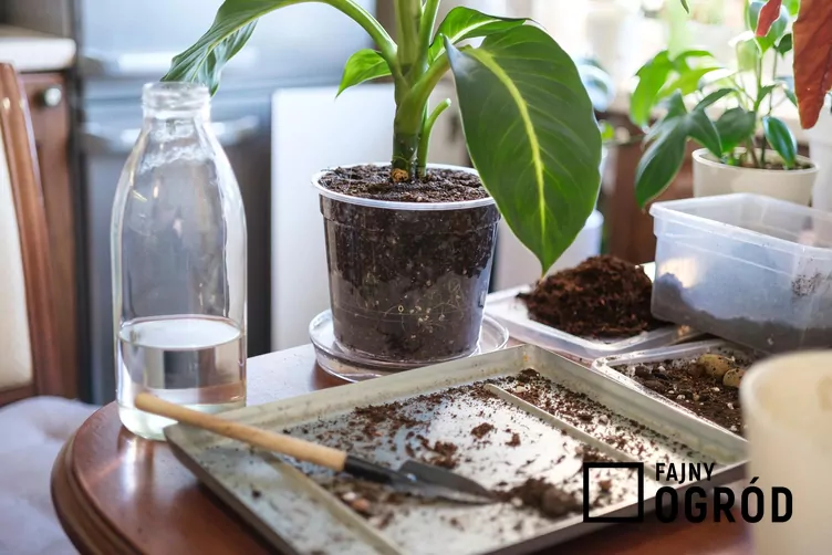 Difenbachia green magic